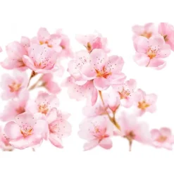 Kneipp Soft Skin Bodylotion 200 ML