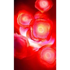 L'Oréal Paris Revitalift Red Cream Anti-Rimpel Dagcrème Met Ginseng 50 ML