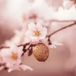 Weleda Amandel Verzachtende Gezichtscrème 30 ML