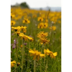 Weleda Arnica Sport Massageolie