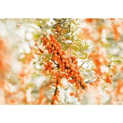 Weleda Duindoorn Vitaliserende Body Olie 100 ML