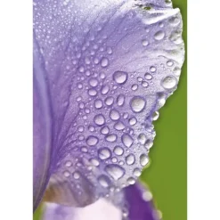 Weleda Iris Regenererende Nachtcrème 30 ML