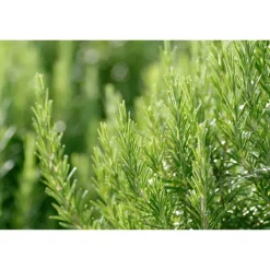 Weleda Men hydraterende crème