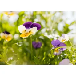 Weleda MEN Scheercrème - 75ML