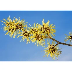 Weleda Reinigingsolie En Make-Up Remover