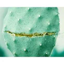 Weleda Vijgencactus Hydraterende Gezichtscrème 30 ML