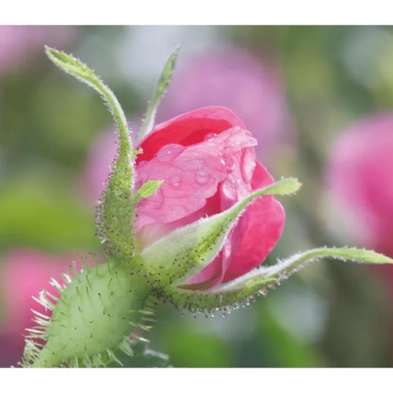 Weleda Wilde Rozen & Witte Thee Vitaliserende Oogcontourcrème 12 ML